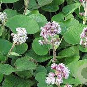 Petasites fragrans GM P9