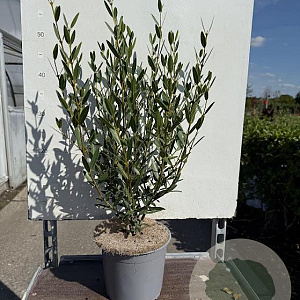 Phillyrea angustifolia 30-40 cm 3,0L
