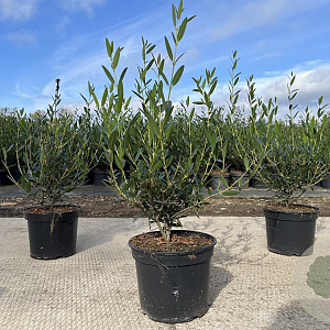 Phillyrea angustifolia 30-40 cm 3,0L