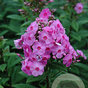 Phlox (P) 'Eva Cullum' GM P9