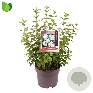 Philadelphus 'Virginal' 50-60 cm 7,5L