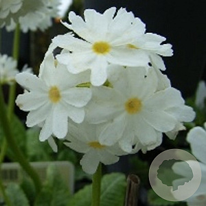 Primula dent. 'Alba' GM P9