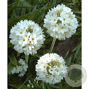 Primula dent. 'Alba' GM P9