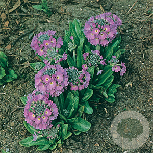 Primula dent. 'Cashmeriana' GM P9