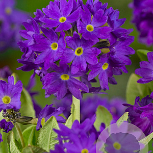 Primula dent. 'Cashmeriana' GM P9