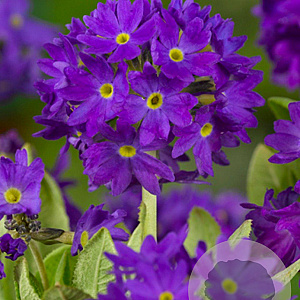 Primula dent. 'Cashmeriana' GM P9