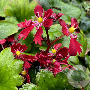 Saxifraga fortunei 'Beni-tsukasa' GM P9