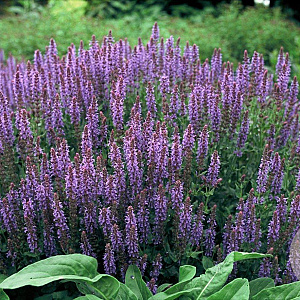 Salvia nem. 'Blauhügel' GM P9