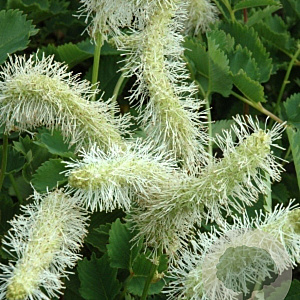 Sanguisorba obtusa 'Alba' GM P9