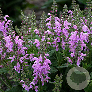 Salvia 'Pretty in Pink' GM P9