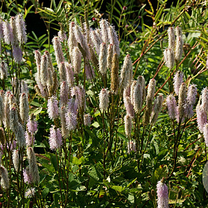 Sanguisorba 'Sotomayor' GM P9