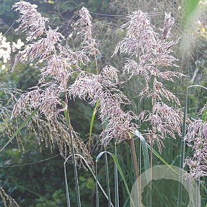 Sorghastrum n. 'Sioux Blue' GM P9