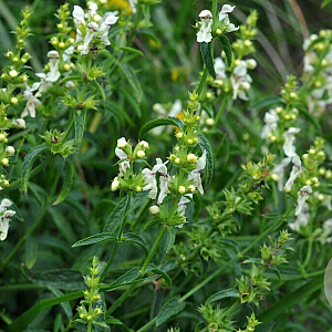 Stachys recta GM P9