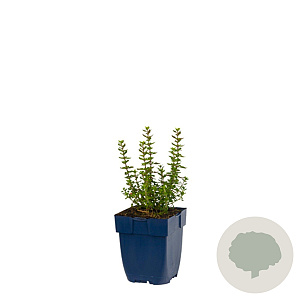 Teucrium lucidrys GM  P11