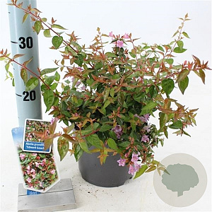 Abelia 'Edward Goucher' 20-25 cm 2,0L