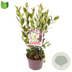 Aronia melanocarpa 'Hugin' 30-40 cm 3,0L