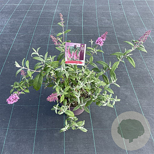 Buddleja d. 'Pink Delight' 30-40 cm 3,0L