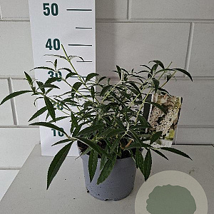 Buddleja d. 'White Profusion' 30-40 cm 3,0L
