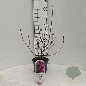 Callicarpa bod. 'Profusion' 30-40 cm 3,0L