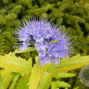 Caryopteris cland. 'Worcester Gold' 20-25 cm 2,0L