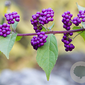 Callicarpa dichotoma 30-40 cm 3,0L