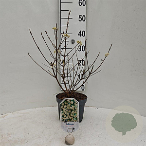 Callicarpa jap. 'Leucocarpa' 30-40 cm 3,0L