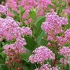 Ceanothus pallidus 'Perle Rose' 25-30 cm 3,5L