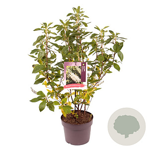 Clethra alnif. 'Hummingbird' 30-40 cm 3,0L