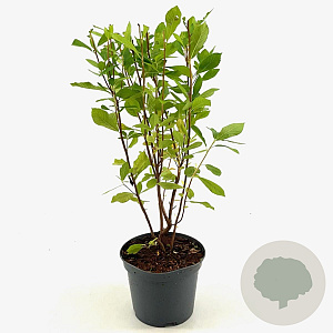 Clethra alnif. 'Pink Spire' 30-40 cm 3,0L