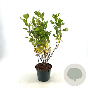 Clethra alnif. 'Ruby Spice' 30-40 cm 3,0L