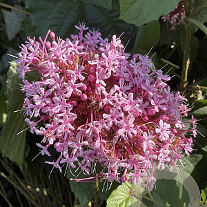 Clerodendrum bungei 30-40 cm 3,0L