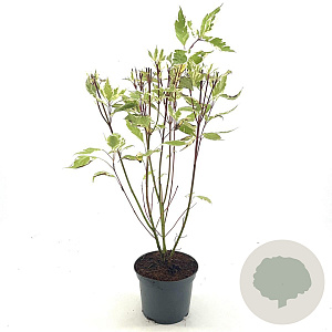 Cornus alba 'Elegantissima' 30-40 cm 3,0L