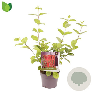 Cornus alba 'Sibirica' 30-40 cm 3,0L