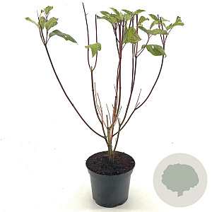 Cornus alba 'Sibirica' 30-40 cm 3,0L