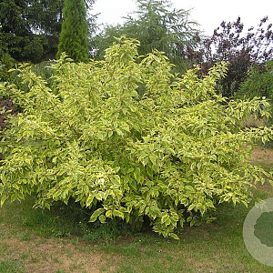 Cornus alba 'Spaethii' 30-40 cm 3,0L