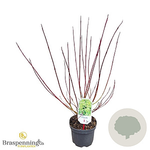 Cornus alba 'Spaethii' 30-40 cm 3,0L