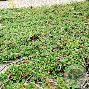 Cotoneaster microphyllus 'Streib's Findling' GM P15
