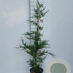 Cupressocyparis leylandii 80-100 cm 3,0L