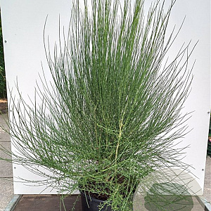 Cytisus 'Zeelandia' 30-40 cm 3,0L
