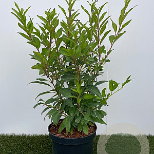 Forsythia int. 'Lynwood' 30-40 cm 3,0L