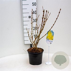 Forsythia int. 'Lynwood' 30-40 cm 3,0L