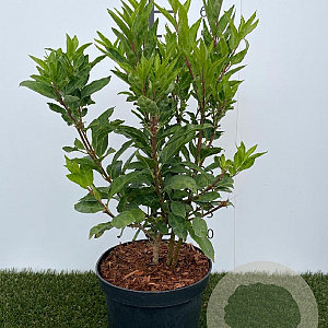 Forsythia int. Minigold 30-40 cm 3,0L