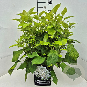 Hydrangea a. 'Annabelle' 40-50 cm 10L