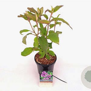 Hydrangea asp. 'Macrophylla' 30-40 cm 3,0L