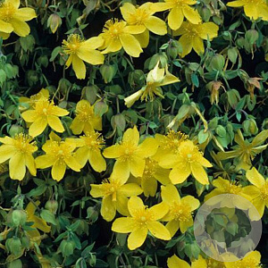 Hypericum dummeri 'Peter Dummer' GM P15