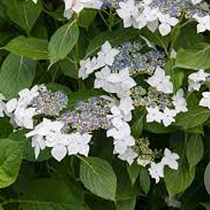 Hydrangea m. 'Lanarth White' 25-30 cm 3,5L