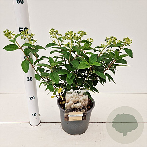 Hydrangea pan. Bobo 30-40 cm 3,0L