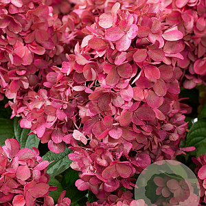 Hydrangea pan. Bonfire 30-40 cm 3,0L