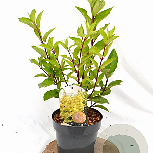Hydrangea pan. Candlelight 30-40 cm 3,0L