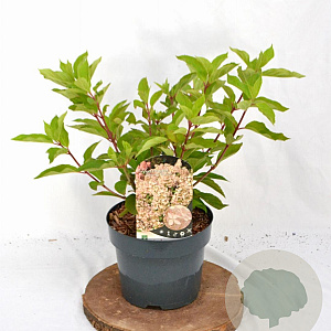 Hydrangea pan. 'Phantom' 30-40 cm 3,0L